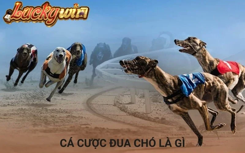 Mẹo Hay Cá Cược Đua Chó Trực Tuyến Và Cách Chơi Đầy Thú Vị Cá cược đua chó là gì