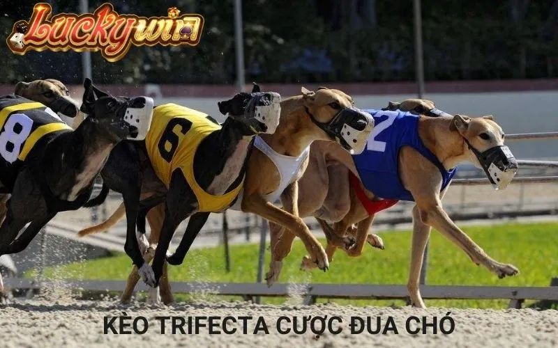 Mẹo Hay Cá Cược Đua Chó Trực Tuyến Và Cách Chơi Đầy Thú Vị Hình thức cá cược đua chó Trifecta