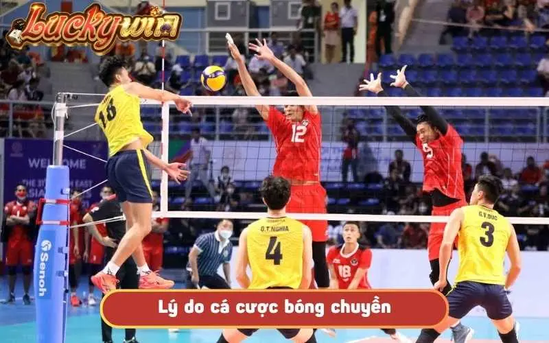 Cá Cược Bóng Chuyền – Bộ Môn Kịch Tính Với Lợi Nhuận Lớn Lý do nên cá cược bóng chuyền