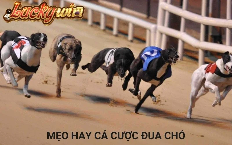 Mẹo Hay Cá Cược Đua Chó Trực Tuyến Và Cách Chơi Đầy Thú Vị Kinh nghiệm trong cá độ đua chó dễ thắng